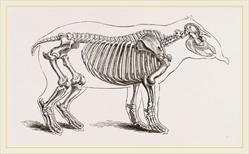 Skeleton of American Tapir