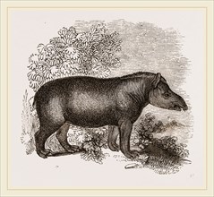 American Tapir