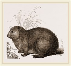 Hyrax