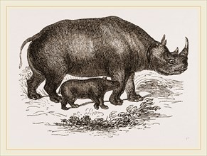 Black Rhinoceros and Young