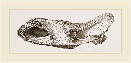Skull of Fossil Rhinoceros