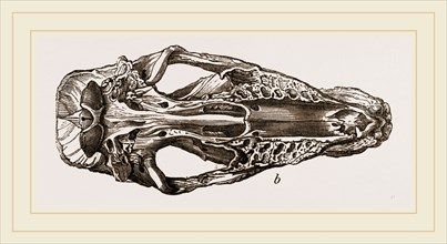 Skull of Fossil Rhinoceros