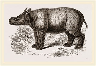 Javanese Rhinoceros