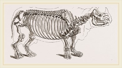 Skeleton of Rhinoceros