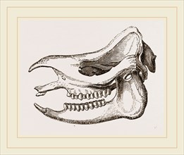 Skull of Javanese Rhinoceros