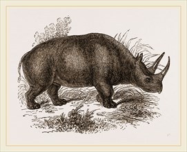 Rhinoceros Keitloa