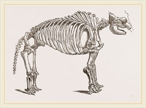 Skeleton of Mastodon