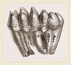 Molar of Mastodon not worn