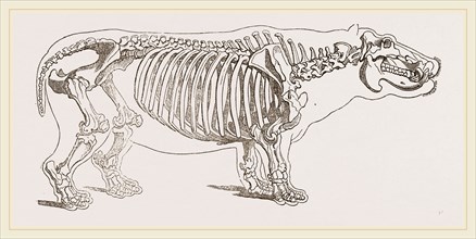 Skeleton of hippopotamus