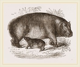 Female Hippopotamus and Young