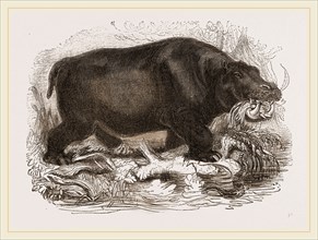 Hippopotamus