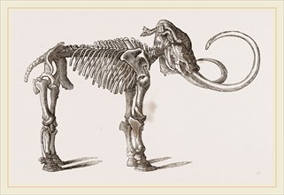 Mammoth found in Siberia