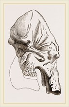 Skull of Mammoth