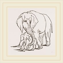Female Elephant and her young one