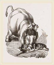 Elephant pinning a Tiger