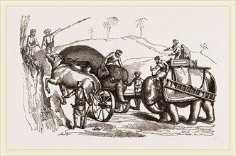 Elephants conveying Artillery through bad roads