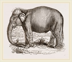 Indian Elephant