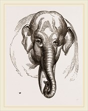 Head of Elephant