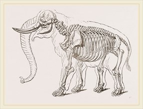 Skeleton of Elephant