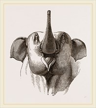 Head of Elephant with proboscis upraised