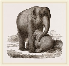 Young Elephant suckling