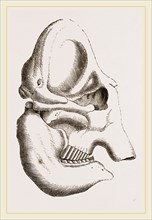 Skull of Indian Elephant