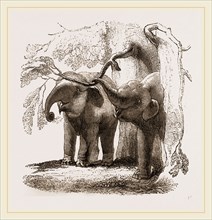 Young elephants browsing