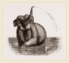 Elephant of the Jardin des Plantes