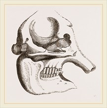 Skull of African Elephant
