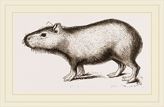 Capybara