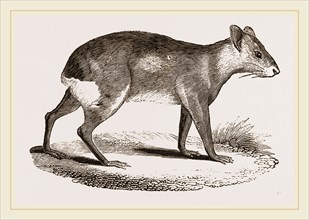 Patagonian Cavy