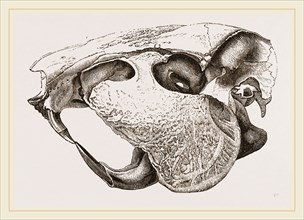 Skull of Paca