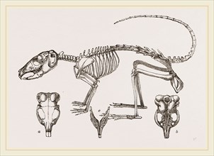 Skeleton of Chinchilla
