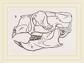 Skull of Common Porcupine