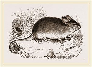 Darwin's Mouse