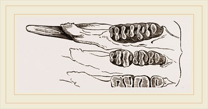Teeth of Common Mouse