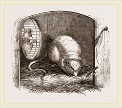 Common Mouse