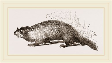 Quebec Marmot