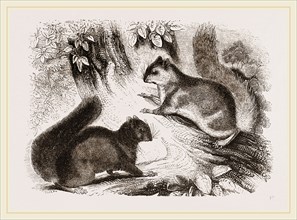 Northern Grey and Black Squirrel