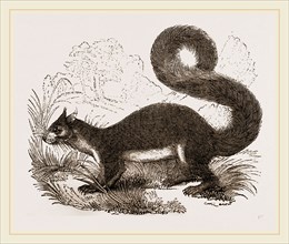 Malabar Squirrel