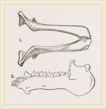 Lower Jaw and Teeth of Galeopithecus Philippinensis
