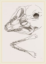 Base of Skull Moholi and Lower Jaw natural size