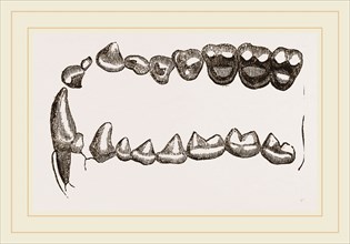 Teeth of Tarsiers