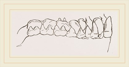 Teeth of Tarsiers