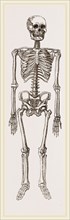 Skeleton of Man