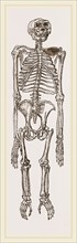 Skeleton of Chimpanzee