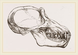 Skull of Chimpanzee