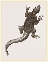 Spiny Agama