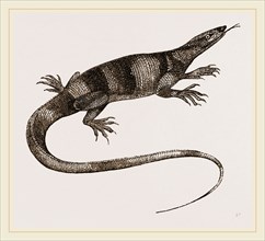 Bell's Varan