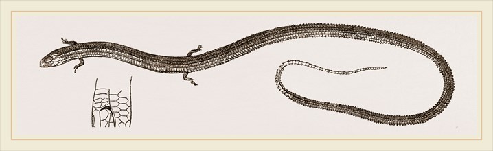 Four-toed Snake-Lizard